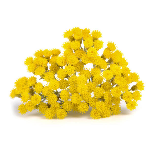 Altın Otu Yağı (Ölmez Çiçeği) (Maserasyon) | Helichrysum İtalicum | Immortal Flower Oil