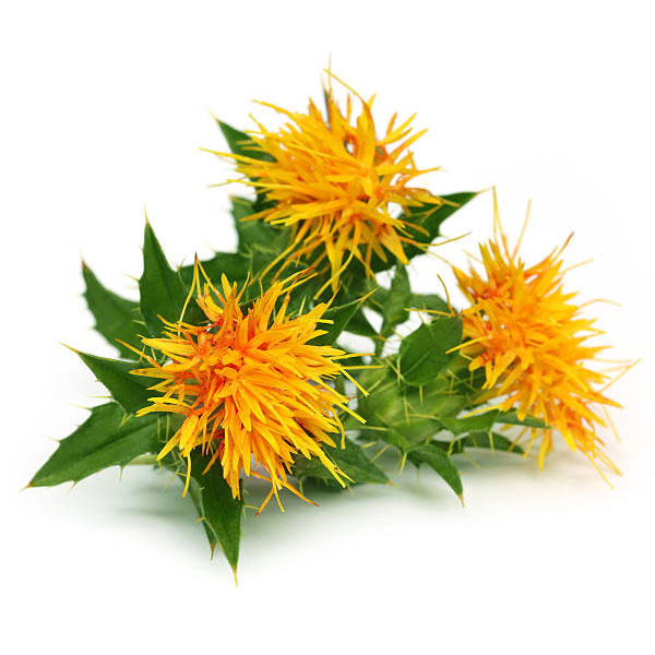 Aspir Yağı (Soğuk Sıkım) | Carthamus Tinctorius | Safflower Oil