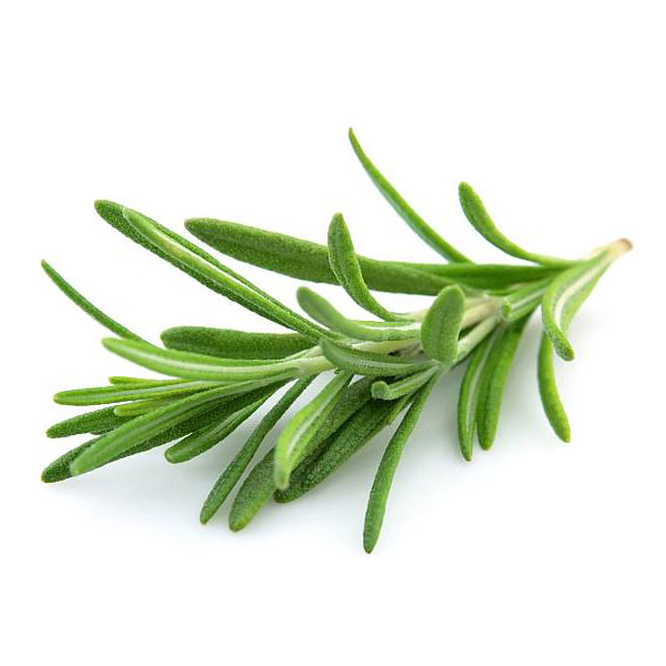 Biberiye Yağı (Uçucu) | Rosmarinus Officinalis | Rosemary Oil