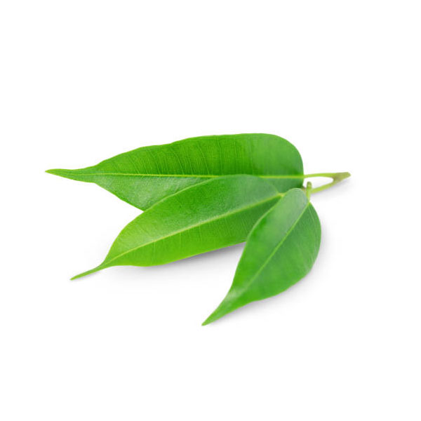 Çay Ağacı Yağı (Uçucu) | Melaleuca Alternifolia Leaf | Tea Tree Oil