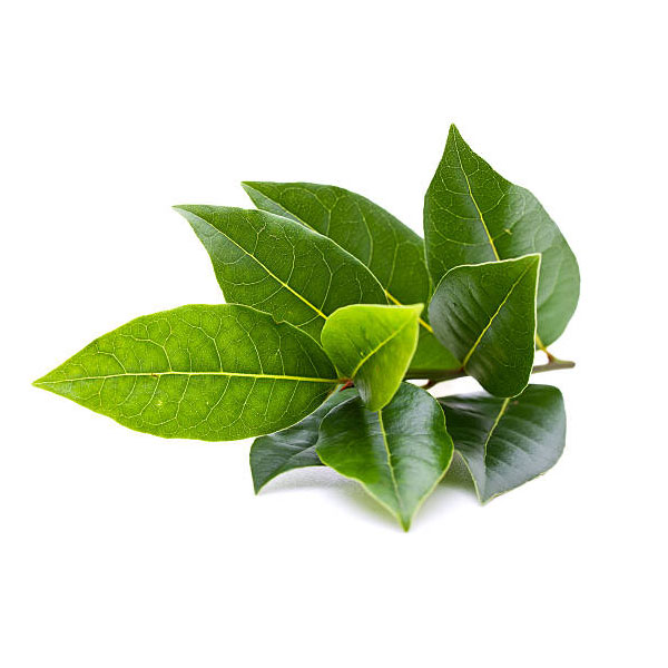 Defne Yaprağı Yağı (Uçucu) | Lauris Nobilis Leaf | Laurel Oil