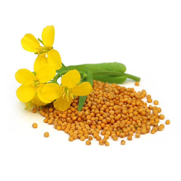 Hardal Yağı (Soğuk Sıkım) | Brassica Nigra | Mustard Oil