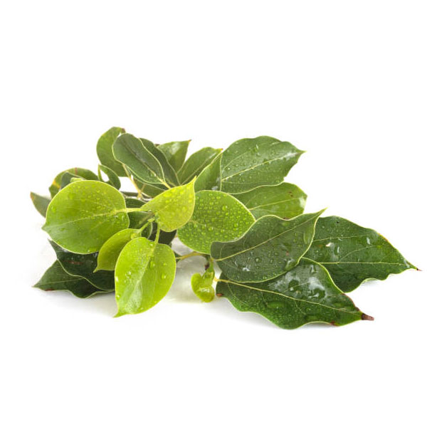Kafur Yağı | Cinnamomum Camphora Nees | Camphor Oil