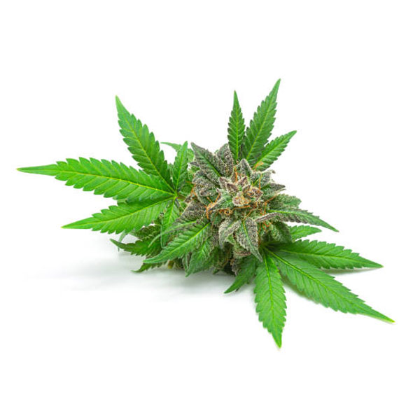 Kenevir Yağı (Soğuk Sıkım) | Cannabis Sativa | Hemp Seed Oil